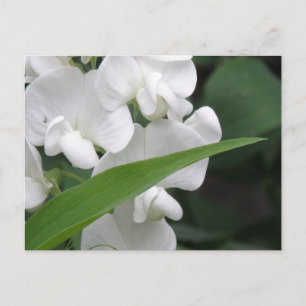 Sweet Pea Blume Postcard Postkarte