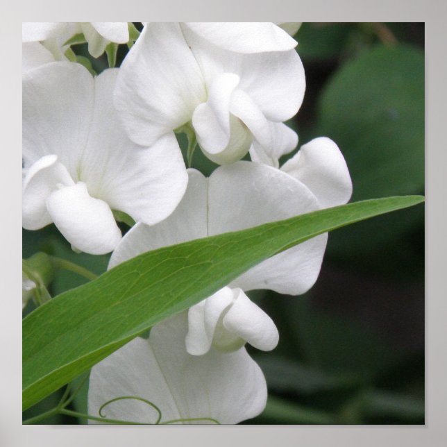 Sweet Pea Blume Print Poster (Vorne)