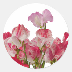 Sweet Pea Blume Sticker