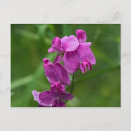 Sweet Pea Hübsch Pink Wildblumen Postkarte