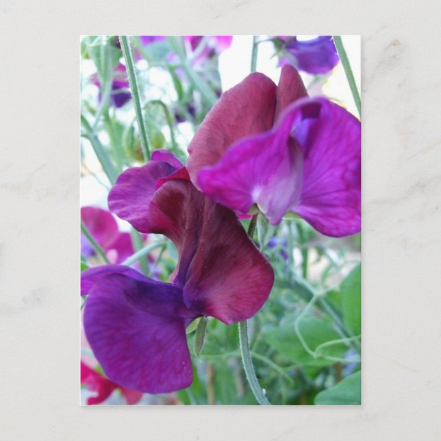Sweet Pea Postcard Postkarte (Vorderseite)