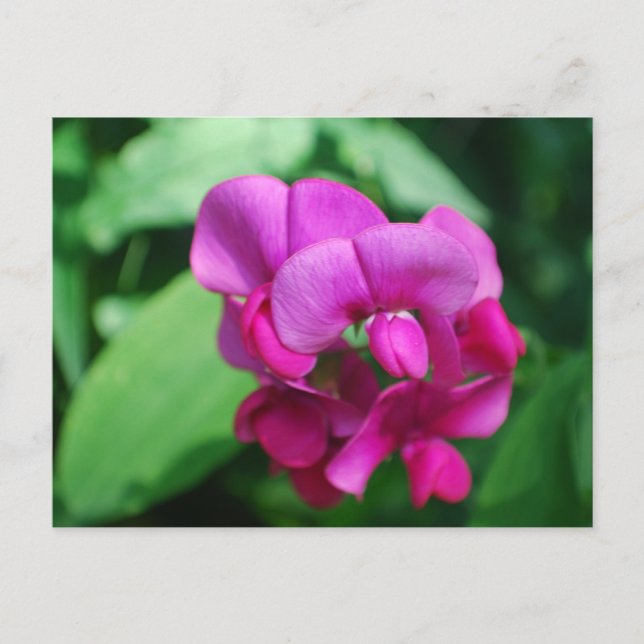 Sweet Pea Postcard Postkarte (Vorderseite)