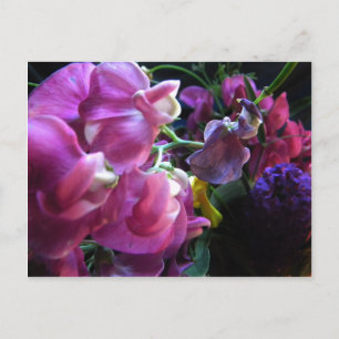 Sweet Pea Postkarte