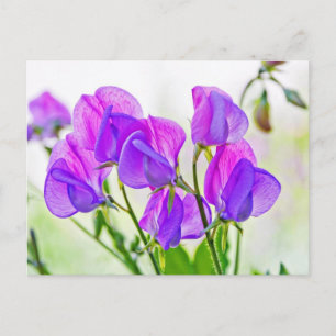 Sweet Pea Postkarte