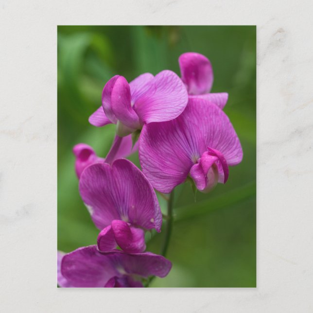 Sweet Pea Pretty Pink Wildflower Postcard Postkarte (Vorderseite)