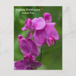 Sweet Pea Virginia Pink Wildblumen Postkarte