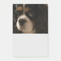 Sweet Pet Hund Groomer Veterinary Niedlich Busines