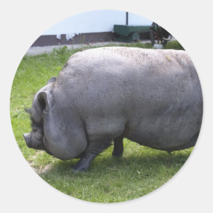Sweet Piggy Tierzucht Runder Aufkleber