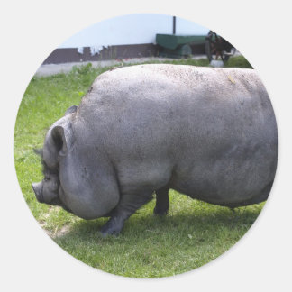 Sweet Piggy | Tierzucht Runder Aufkleber