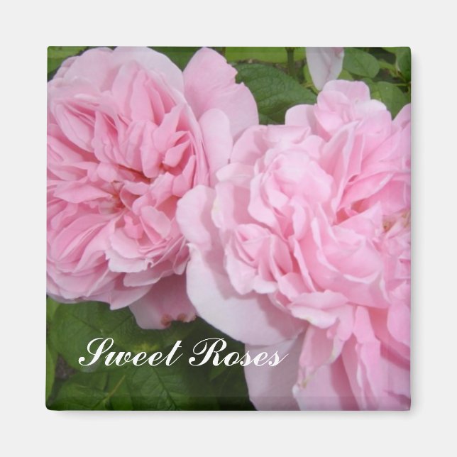 Sweet Pink Roses Magnet (Vorne)