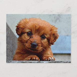 Sweet Pup Postkarte