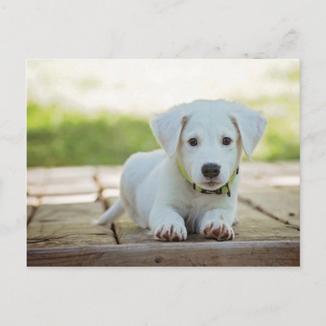 Sweet Puppy mit Ihrem Text Postkarte (Vorderseite)