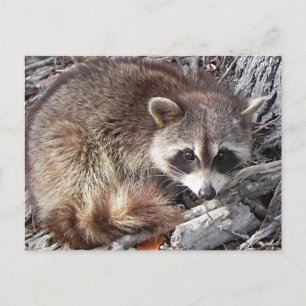 Sweet Raccoon Postkarte