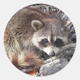 Sweet Raccoon Runder Aufkleber