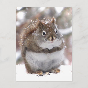 Sweet Red Squirrel Postkarte