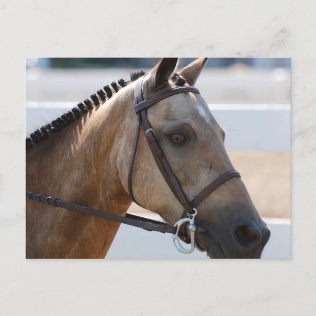 Sweet Roan Pony Postkarte (Vorderseite)
