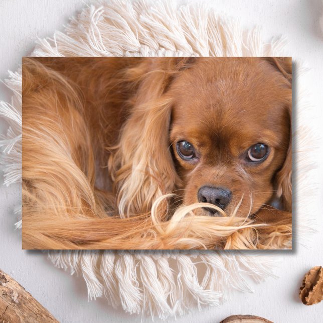 Sweet Ruby Cavalier King Charles Spaniel Karte (Von Creator hochgeladen)