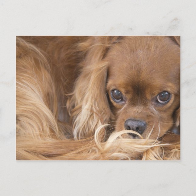 Sweet Ruby Cavalier King Charles Spaniel Postkarte (Vorderseite)