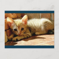 Sweet Sad Kitten