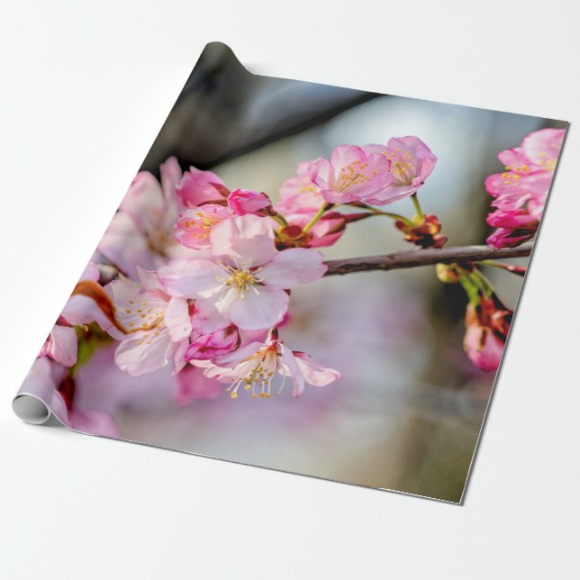 Sweet Sakura Blume im Springtime Geschenkpapier (Ungerollt)