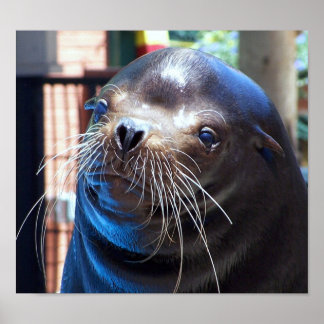 Sweet Sea Lion Poster