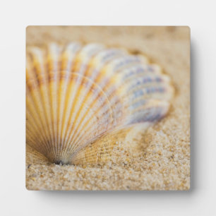Sweet Seashell Fotoplatte