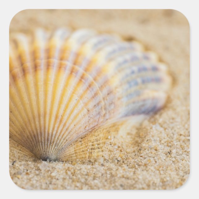 Sweet Seashell Quadratischer Aufkleber (Vorderseite)