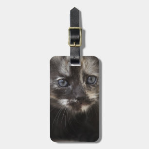 Sweet Shy Tortoiseshell Baby Gepäckanhänger