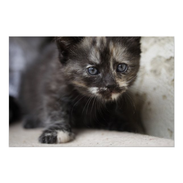 Sweet Shy Tortoiseshell Baby Poster (Vorderseite)