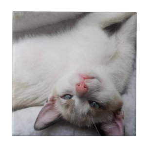 Sweet Siamese Kitten mit blauen Augen Fliese