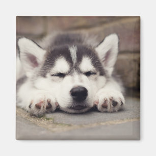 Sweet Siberian Husky Puppy Magnet
