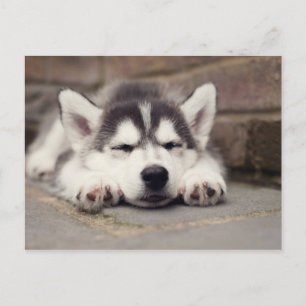 Sweet Siberian Husky Puppy Postkarte