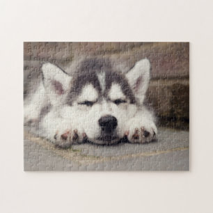 Sweet Siberian Husky Puppy Puzzle