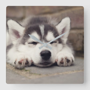 Sweet Siberian Husky Puppy Quadratische Wanduhr