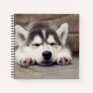 Sweet Siberian Husky Welppy Sleeping Notizbuch