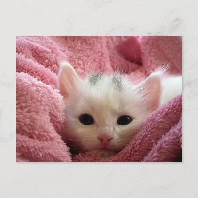 Sweet soft kitty bleibe warm postkarte (Vorderseite)