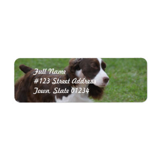 Sweet Springer Spaniel