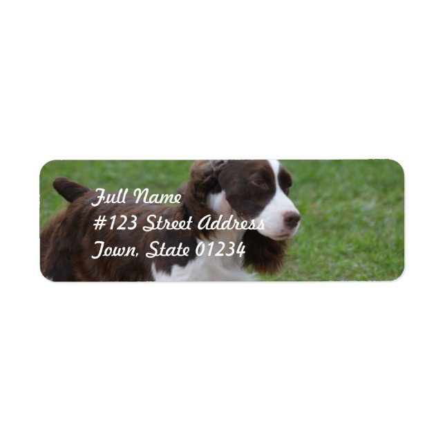 Sweet Springer Spaniel (Vorne)