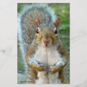 Sweet Squirrel Face