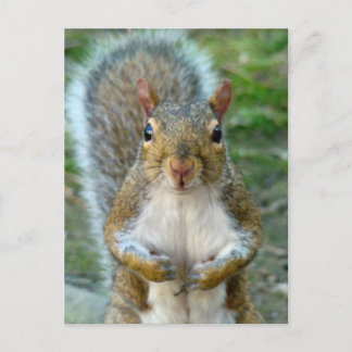 Sweet Squirrel Face Postkarte