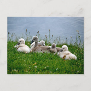 Sweet Swan Babies - Postkarte
