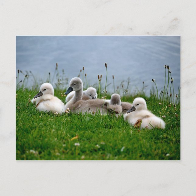 Sweet Swan Babies - Postkarte (Vorderseite)