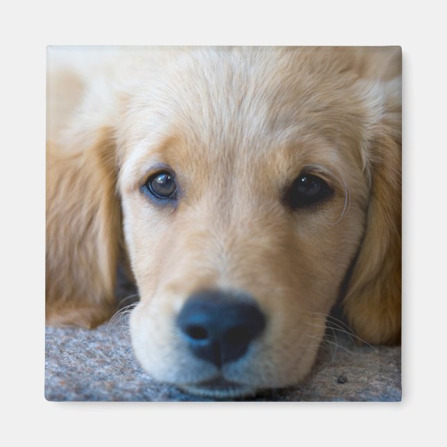 Sweet, Sweet Puppy Magnet (Vorne)