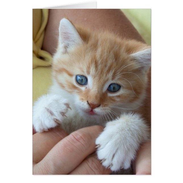 Sweet Tabby Baby (Vorne)