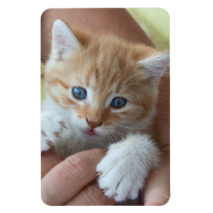 Sweet Tabby Baby Magnet