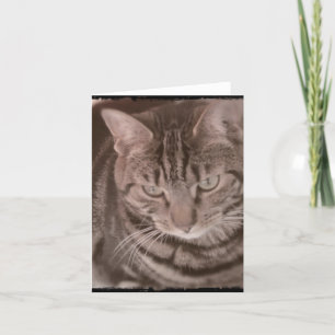 Sweet Tabby Cat Card Karte