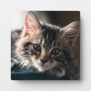 Sweet Tabby Fotoplatte