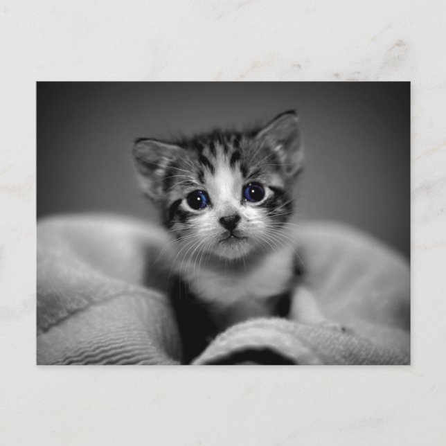 Sweet Tabby Kitten Postkarte (Vorderseite)
