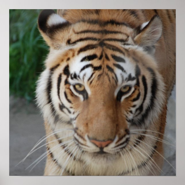 Sweet Tiger Poster (Vorne)