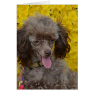 Sweet Tiny Brown Poodle